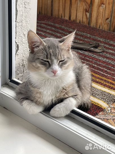 Кот в добрые руки