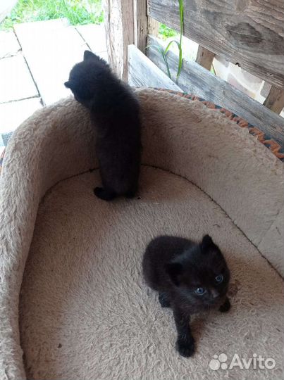 Котята в добрые руки. Воспитанные. Ручные