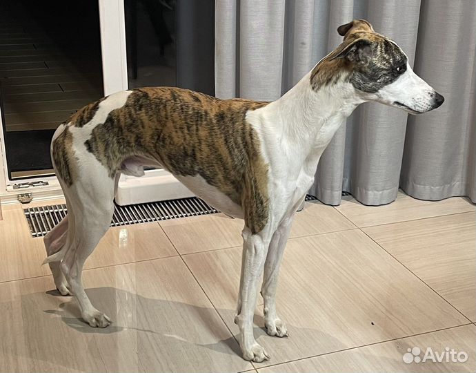 Вязка уиппет