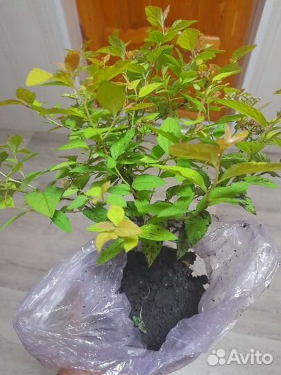 Спирея для живой изгороди 