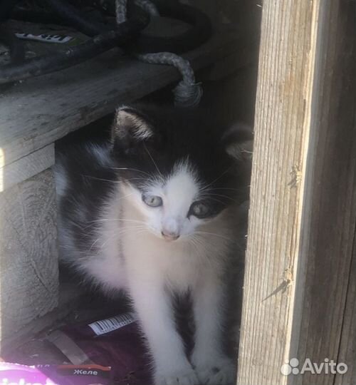 SOS объявление шанс на жизнь для котят 1 месяц