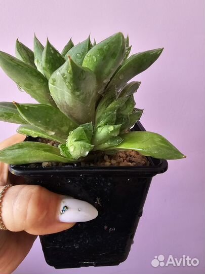 Хавортия, эхеверия, пеперомия, 