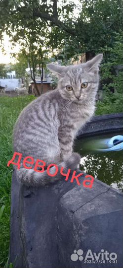 Котята отдам бесплатно
