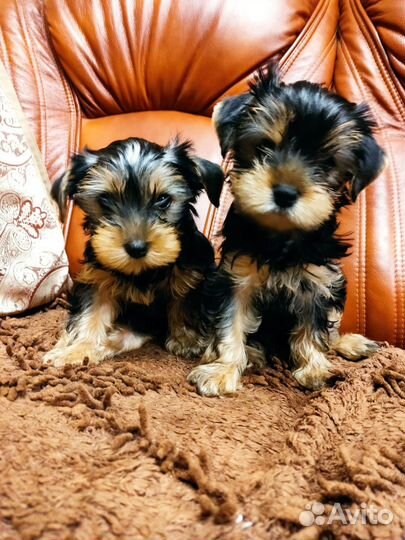 Йоркширский терьер