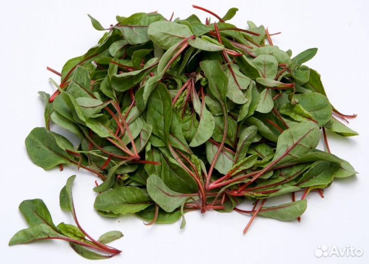 Семена Мангольда 