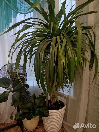 Растение Панданус
