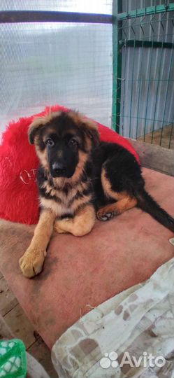 Немецкая овчарка