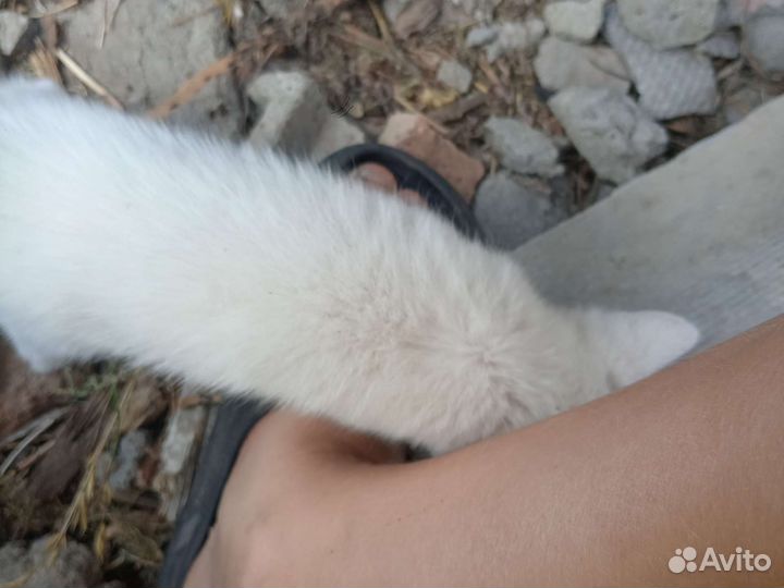 Котенок белый зовут берик