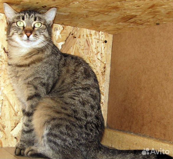 Полосатая кошка Жози, привита, стерилизована