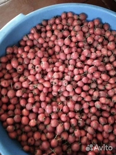 Боярышник плоды