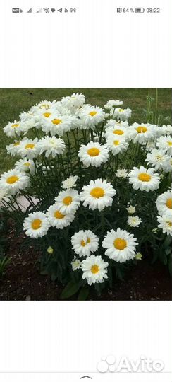 Дендробиум