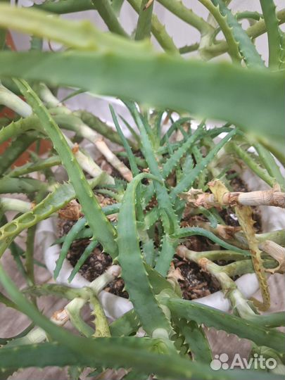 Алое 12-летний