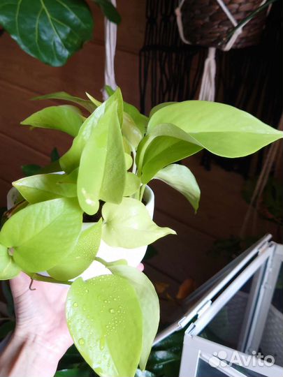 Фикус Лирата, Сциндаптус, Филодендрон,Портулакария