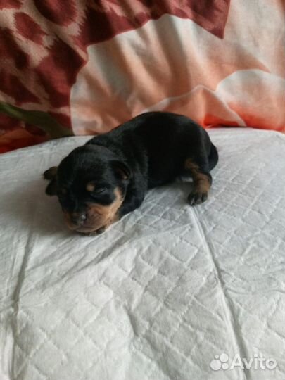 Той-терьер щенки