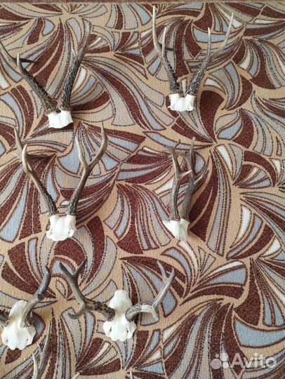 Рога косули