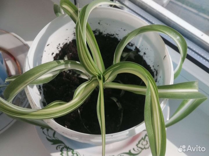 Хлорофитум кудрявый