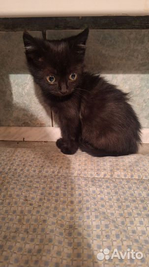 Котики бесплатно