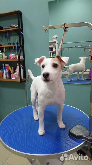 Тримминг всех пород, стрижки собак