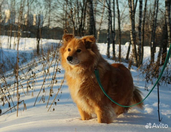 Пушистый милый пес страдает за решеткой приюта