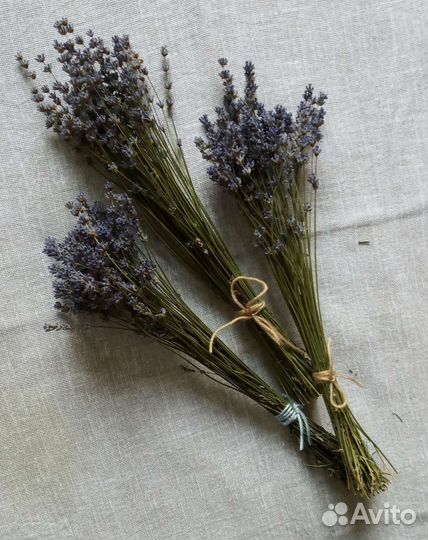 Лаванда сухоцвет