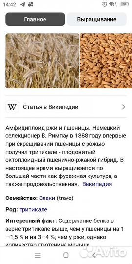 Зерно- тритикале