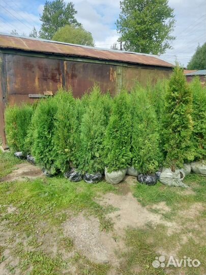 Туи в наличии