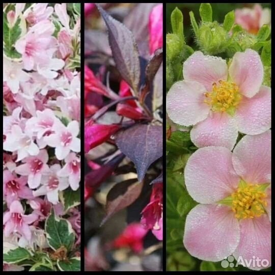 Вейгела, лапчатка