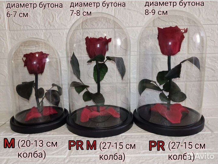 Роза в колбе(5лет) и лучший подарок на праздник