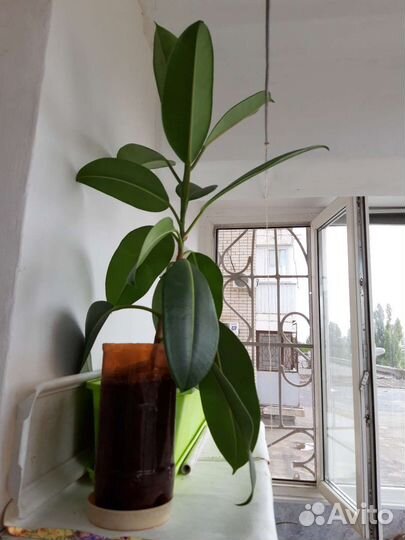 Фикус каучуконосный