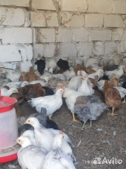 Цыплята домашние