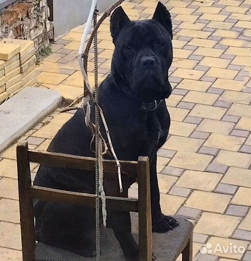 Кане корсо щенки