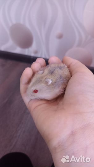 Хомяки джунгарские и породистые