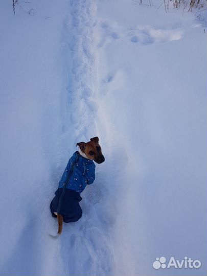 Зимний комбенизон для собак