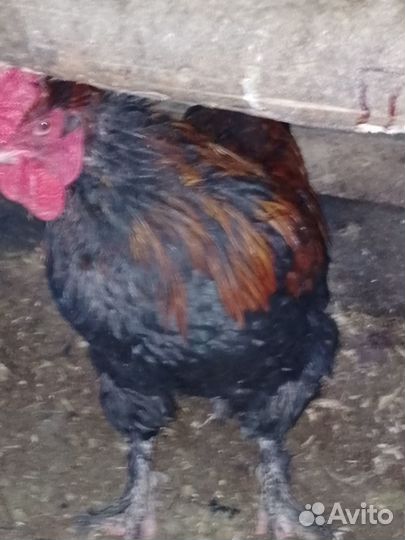 Цыплята породистые и кросс от домашних кур