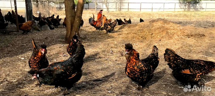 Цыплята суточные и яйцо инкубацыонное Павловские з