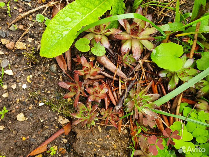 Молодило или каменная роза