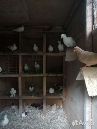 Продажа голубей разные