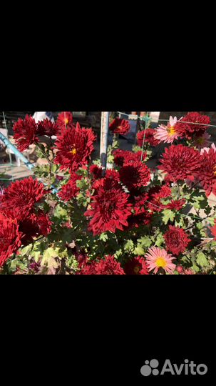 Многолетние цветы Хризантемы Дубки