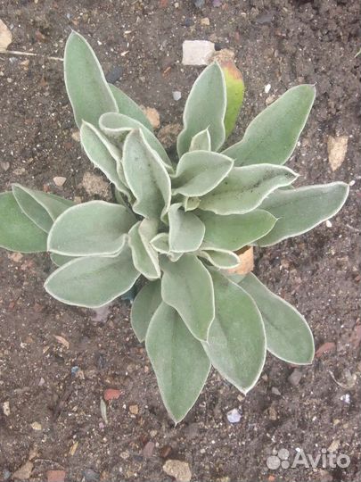 Растения для сада