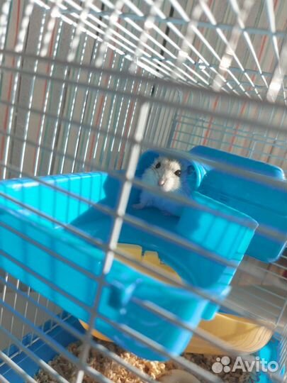 Новая Клетка для хомяка с молодым джингариком