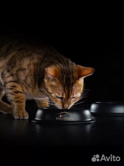 Влажный Корм для кошек pro plan