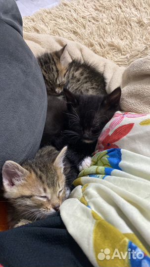 Котята