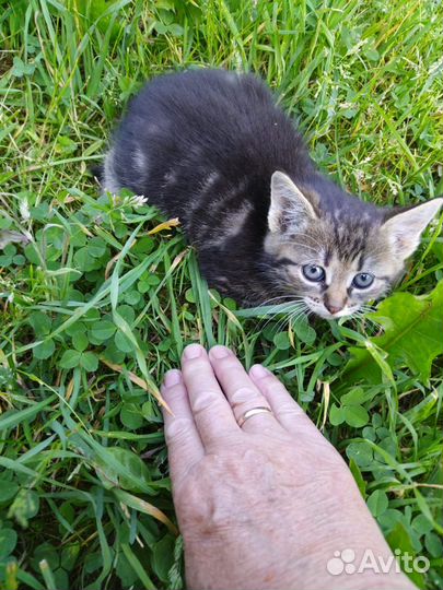 Очаровательные котятки