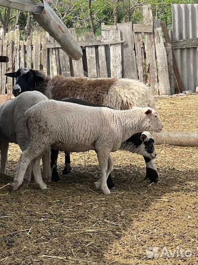 Баранчики тексель на племя