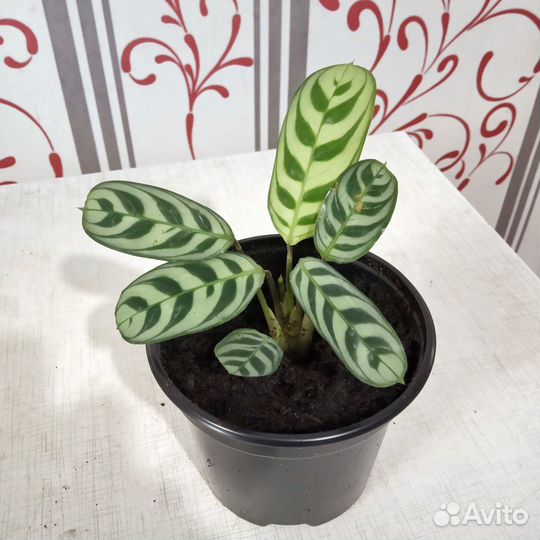 Ктенанта Бурле Маркси (Ctenanthe burle-marxii)