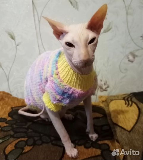 Одежда для кошек и мелких собак