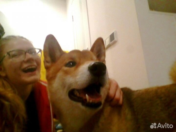 Выгул собак, зооняня