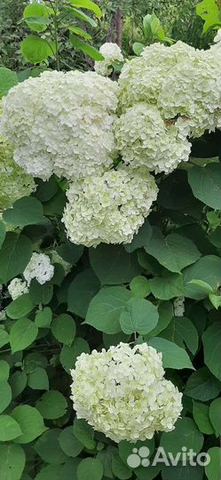 Гортензия древовидная аннабель