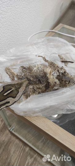 Змеиный выползок