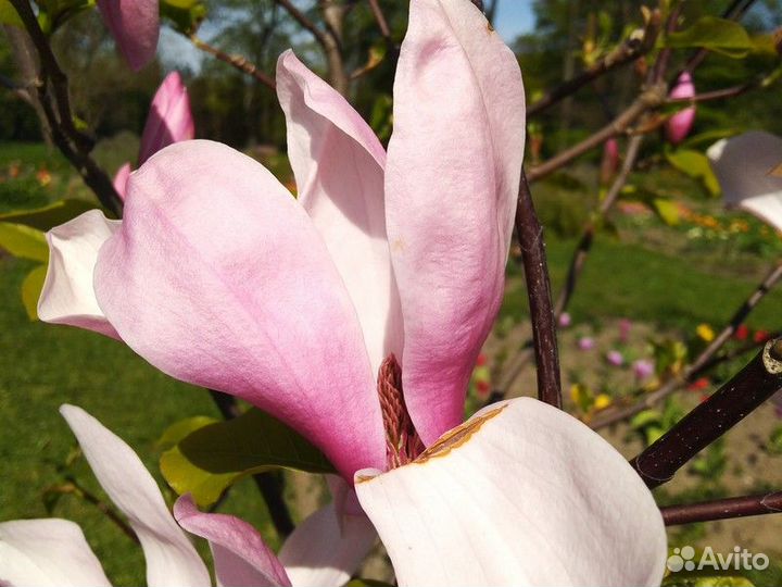 Экскурсия — Калининград — Амалиенау: модерн, истор